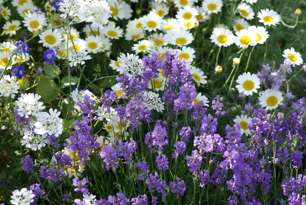 Juin Almanach du jardinier