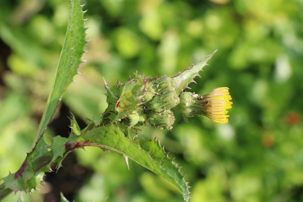 Juin Almanach du jardinier
