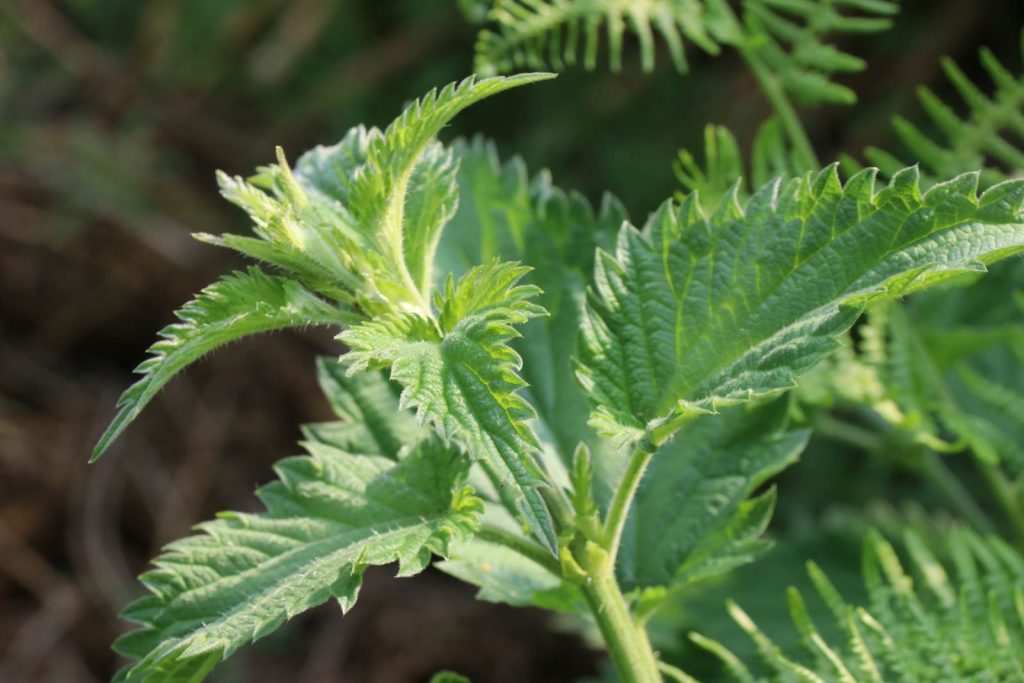 Juin almanach du jardinier
