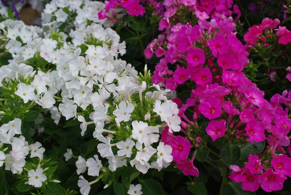 Juin Almanach du jardinier