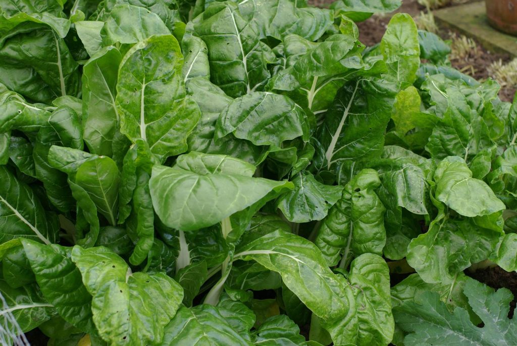 Juin Almanach du jardinier