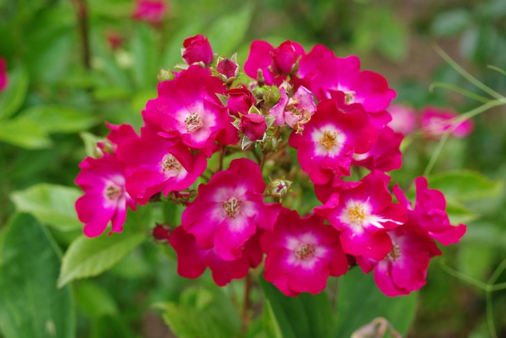 Juin Almanach du jardinier