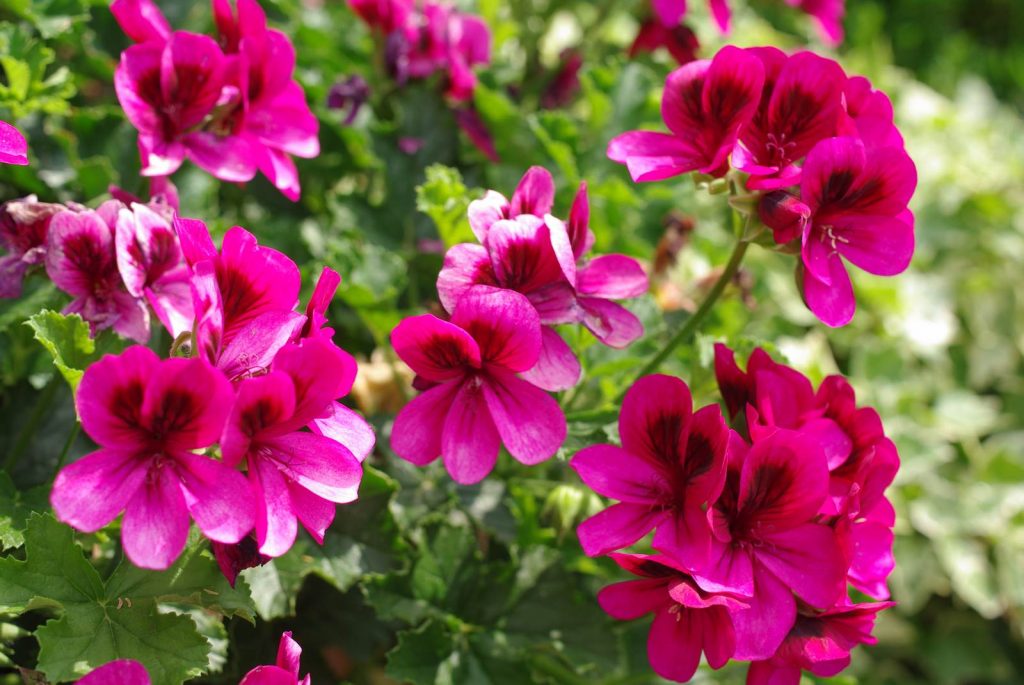 Juin Almanach du jardinier