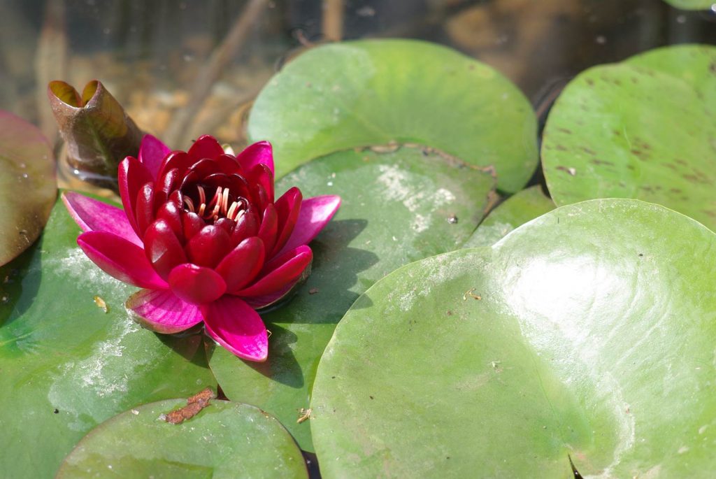 Juin Almanach du jardinier