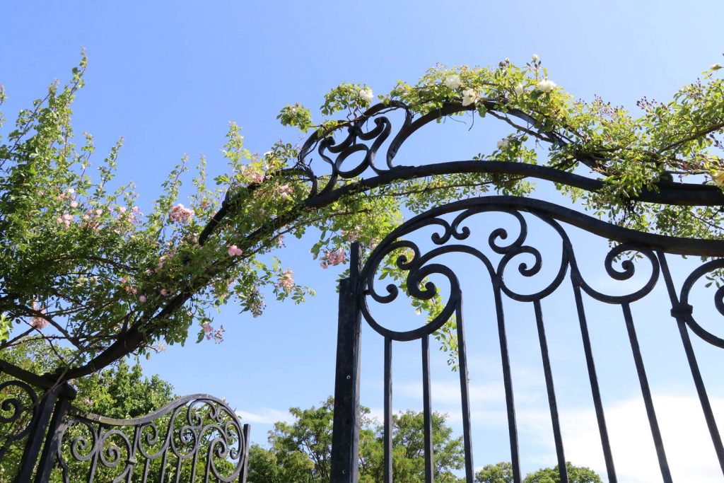 Les roses du château de Hex