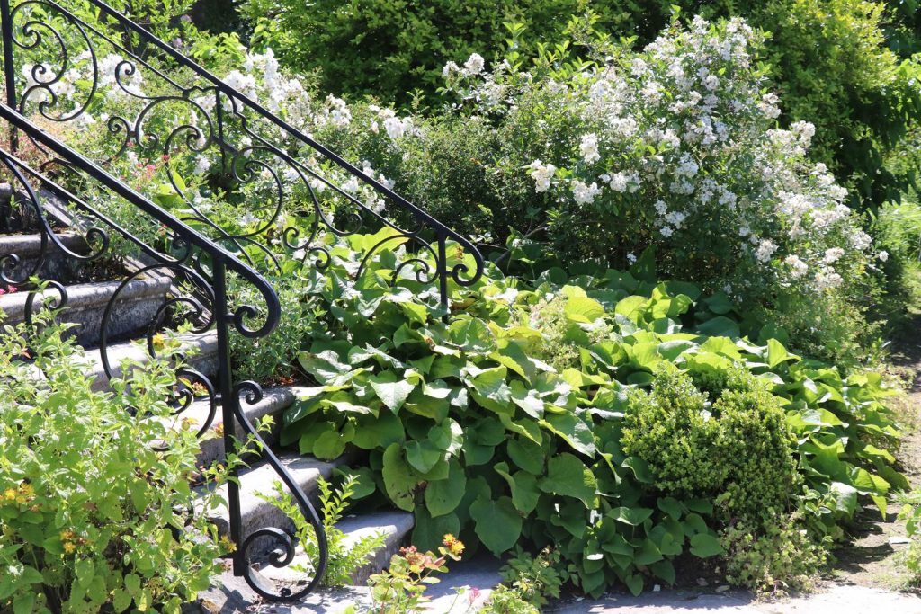 Les roses du château de Hex