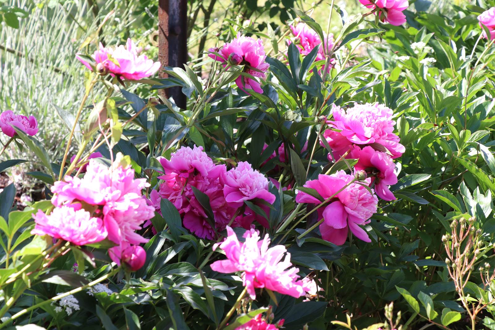 Pivoines de Marie