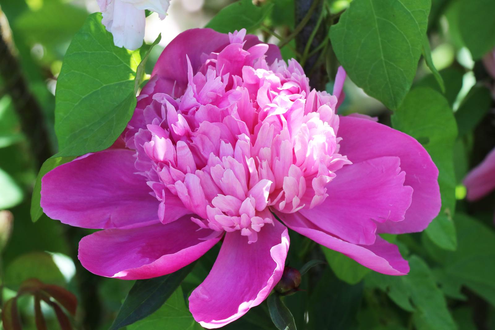 Pivoines de Marie