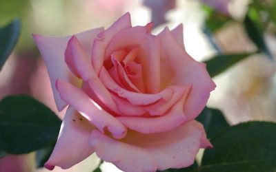 L&rsquo;enivrant parfum des roses