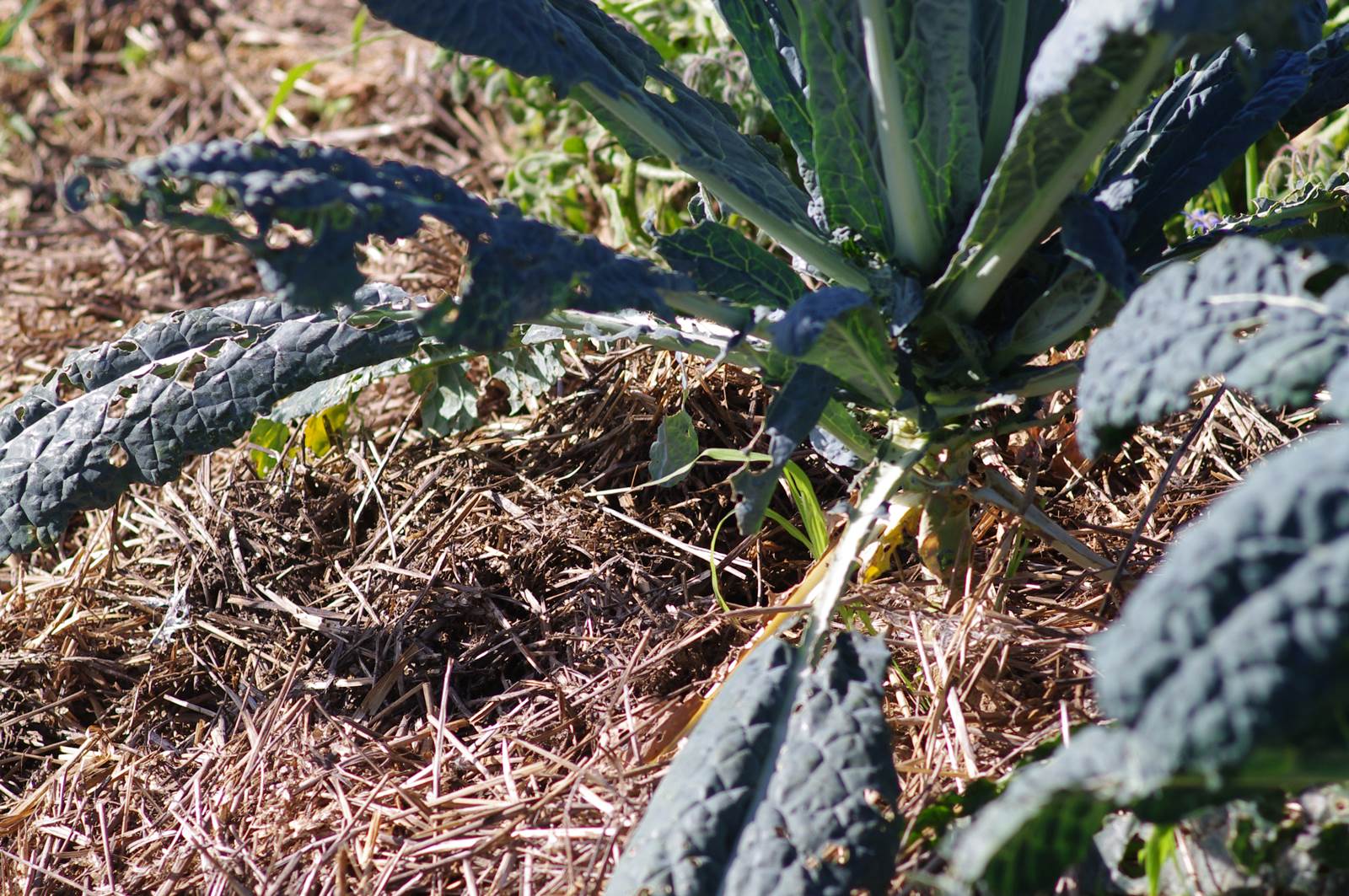 Aout almanach du jardinier