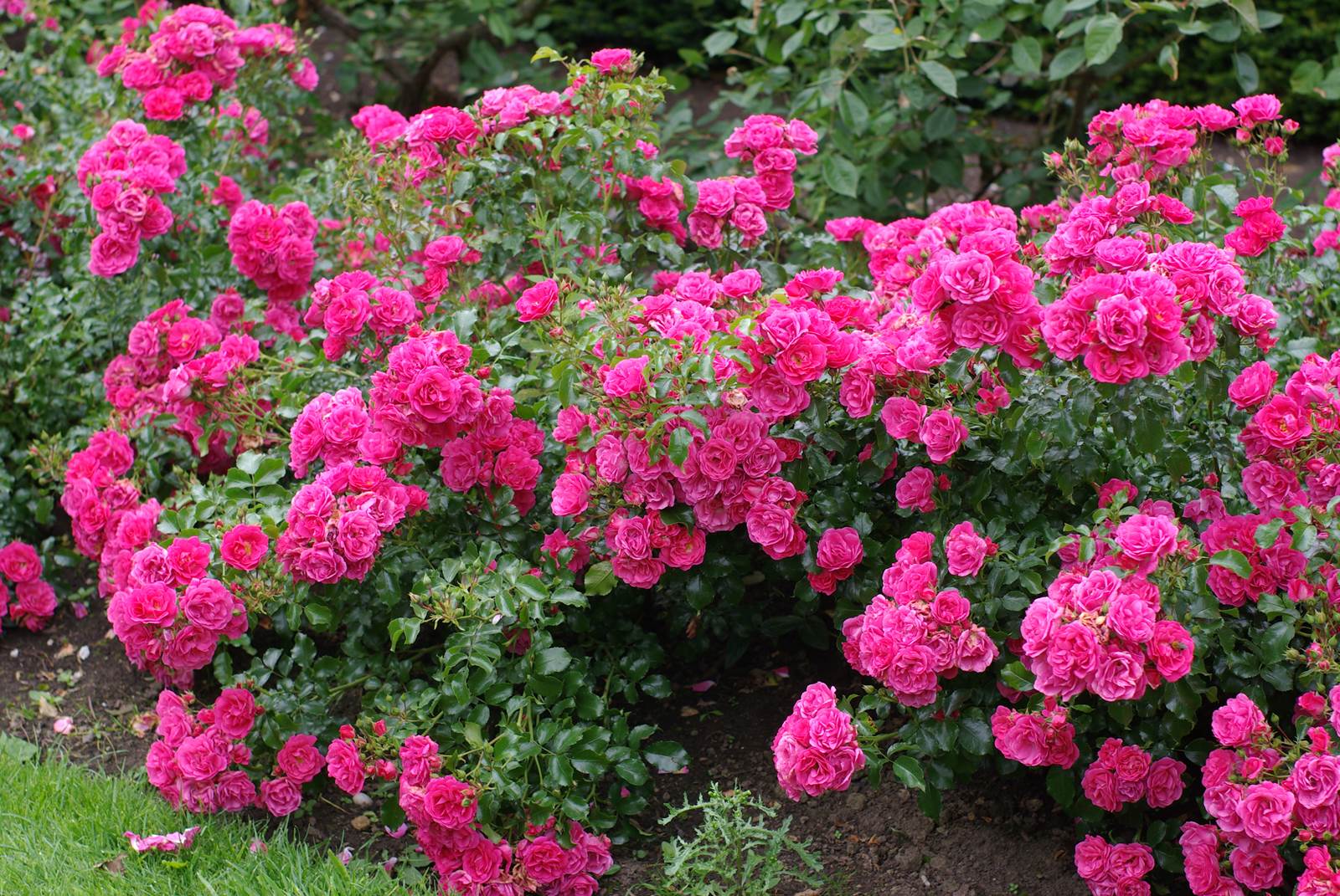 Aout almanach du jardinier