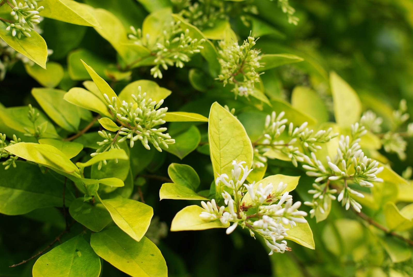 Aout almanach du jardinier