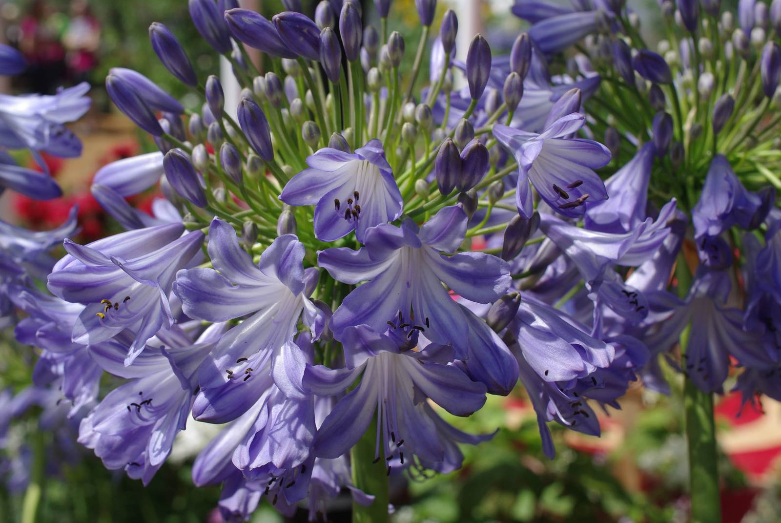 Aout almanach du jardinier