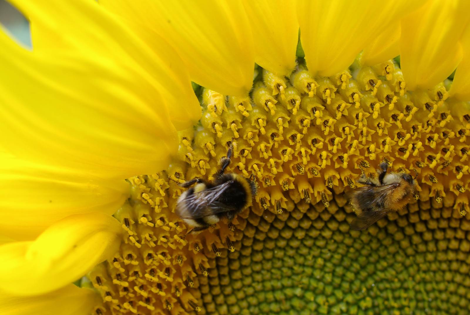 Aout almanach du jardinier