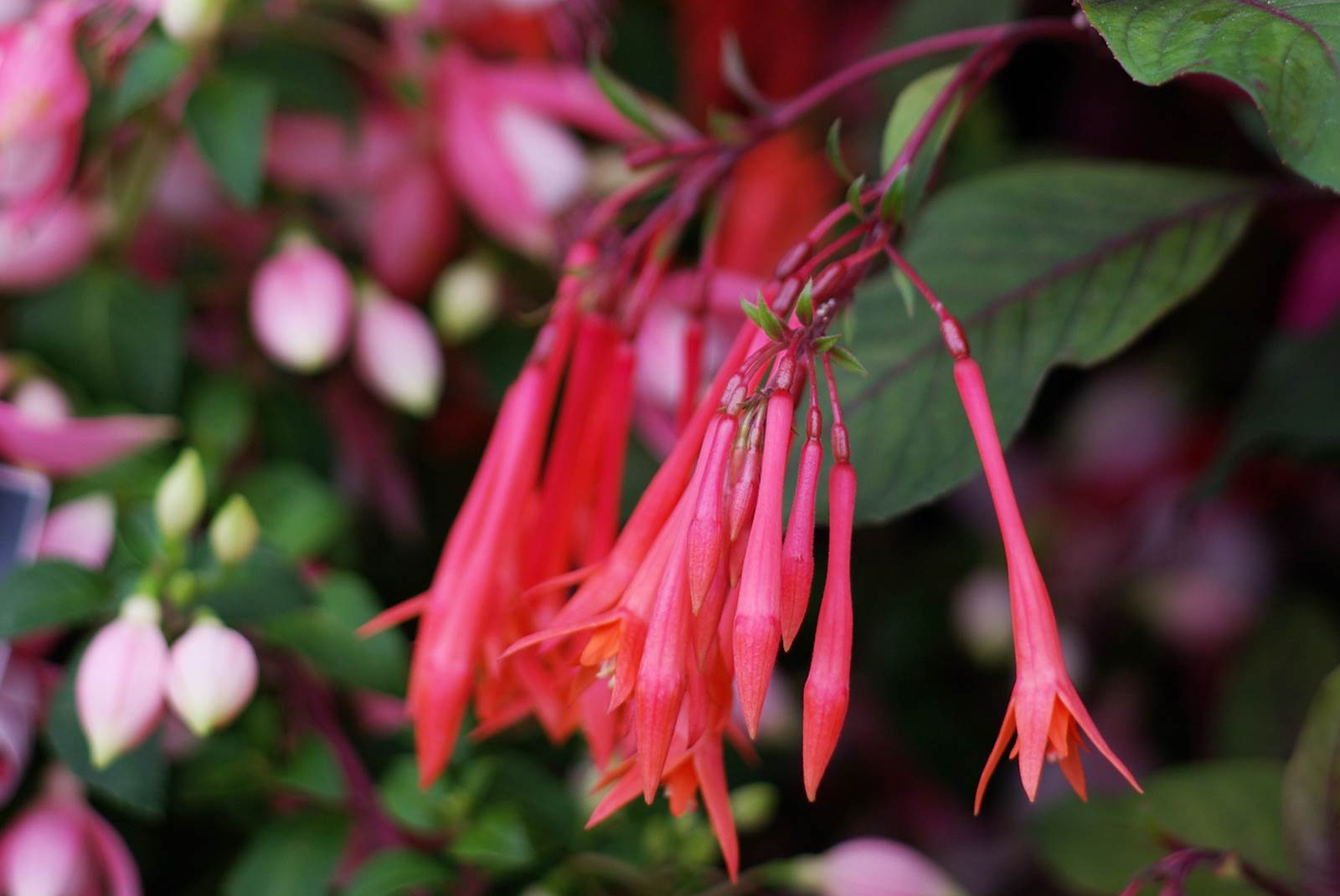 Aout almanach du jardinier