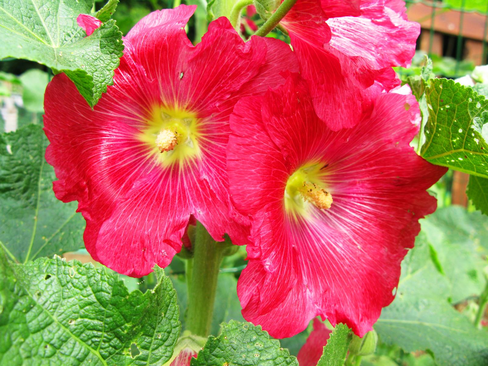 Aout almanach du jardinier