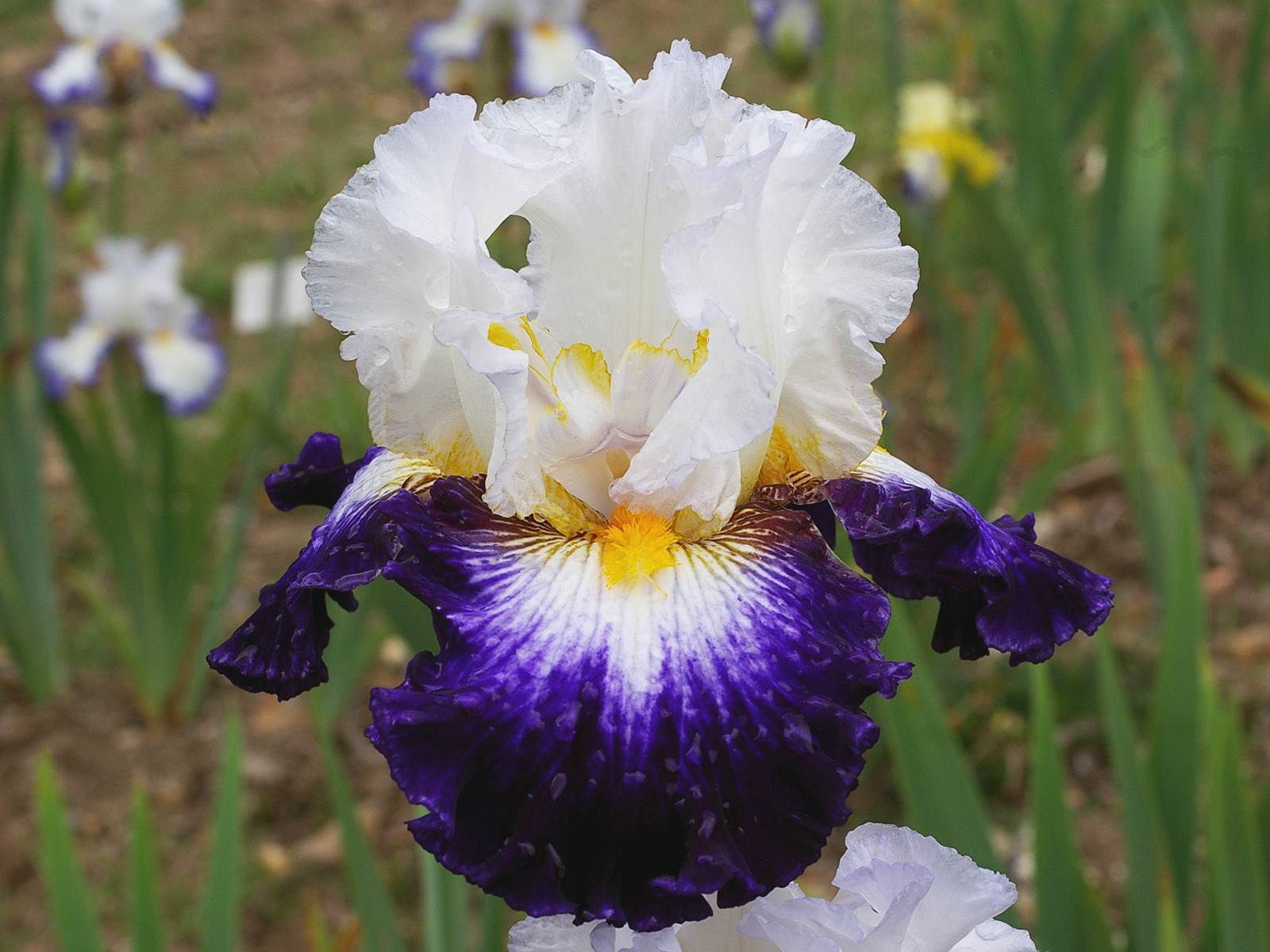 Aout almanach du jardinier