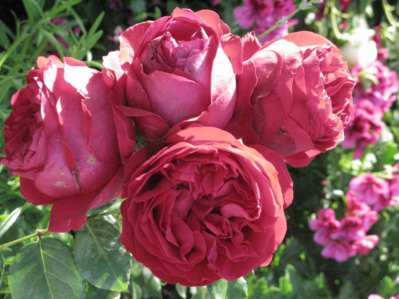 Aout almanach du jardinier