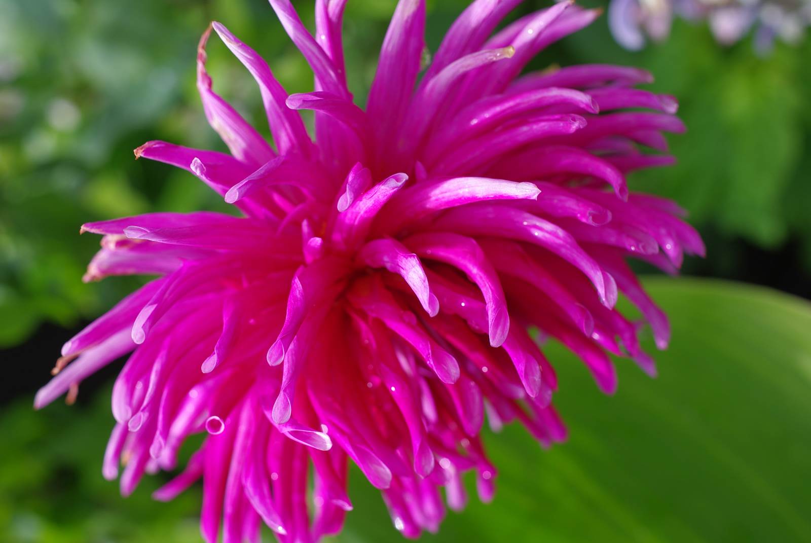 Aout almanach du jardinier