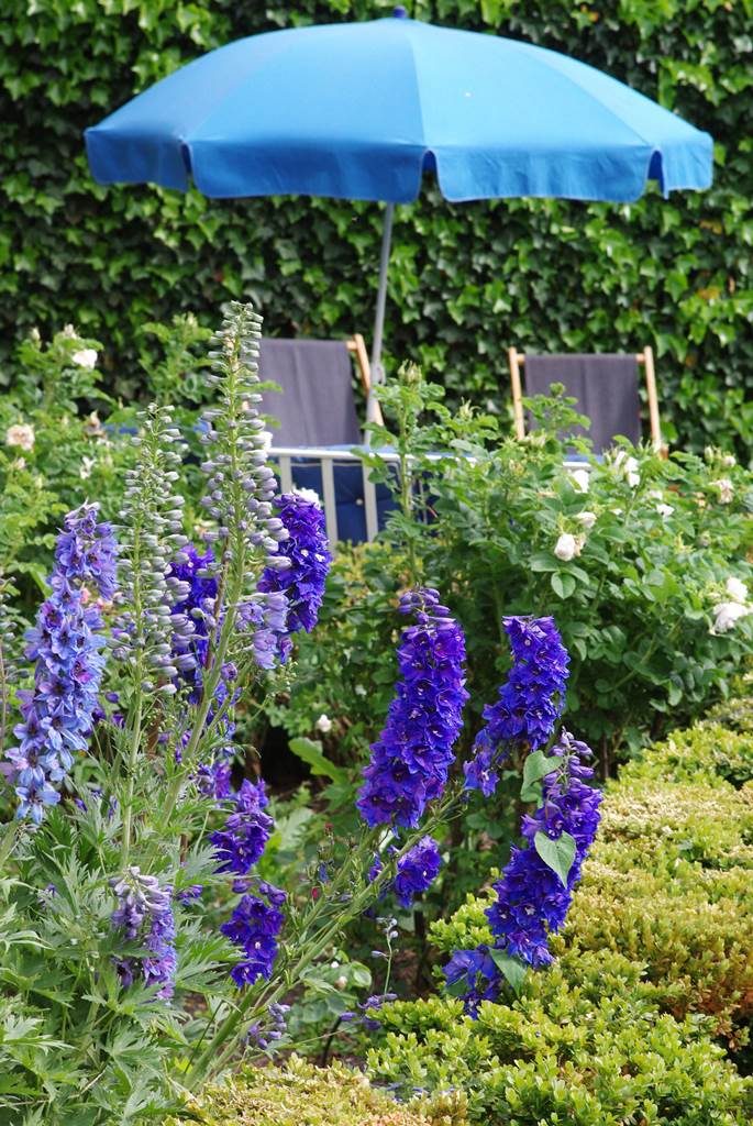 Delphinium