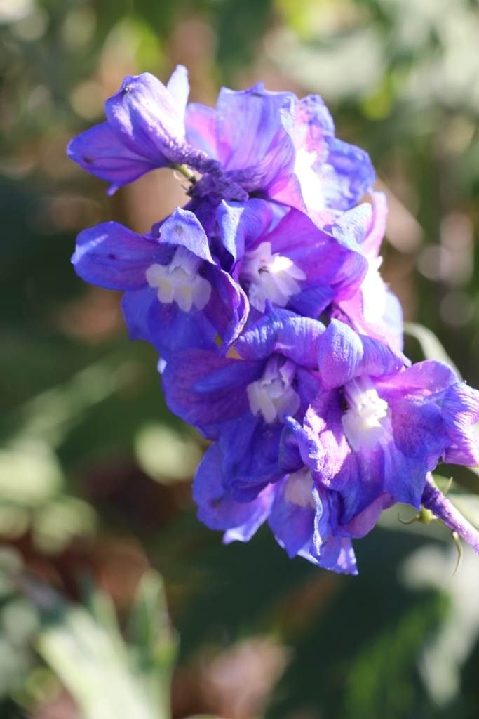 Delphinium