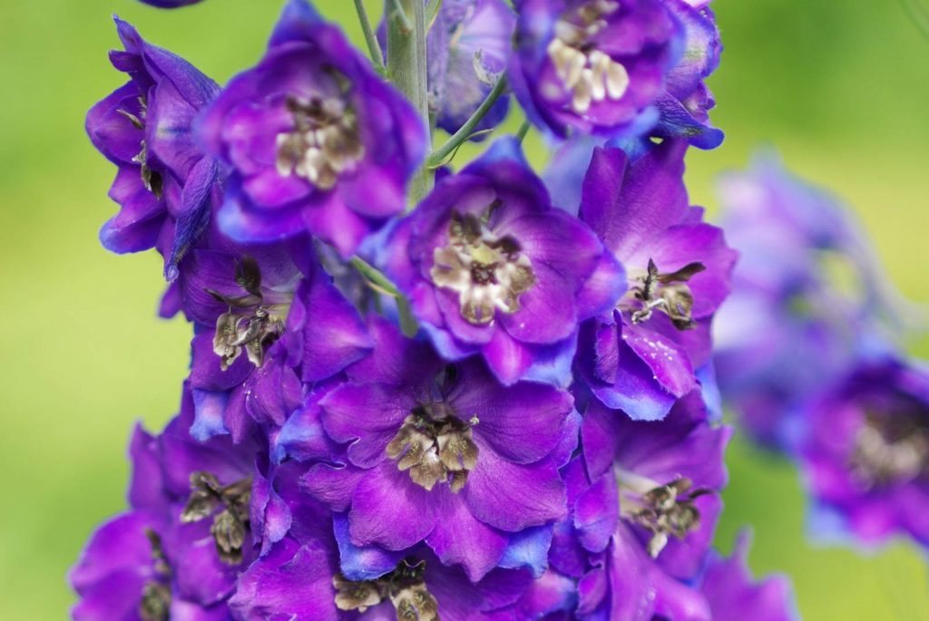Delphinium