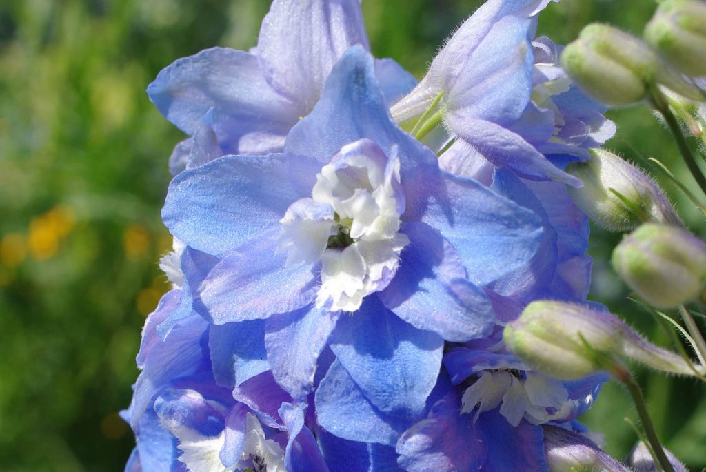 Delphinium