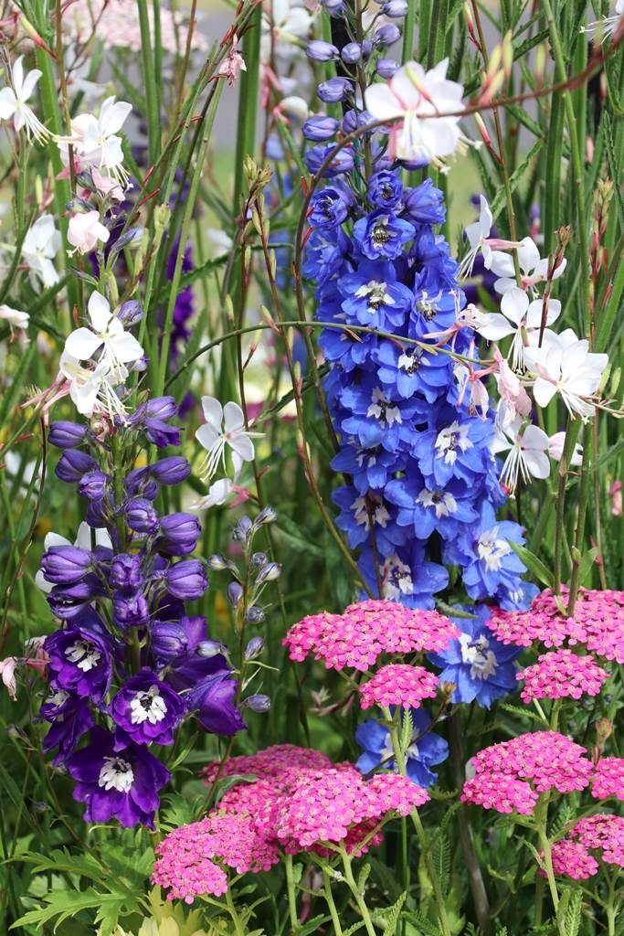 Delphinium