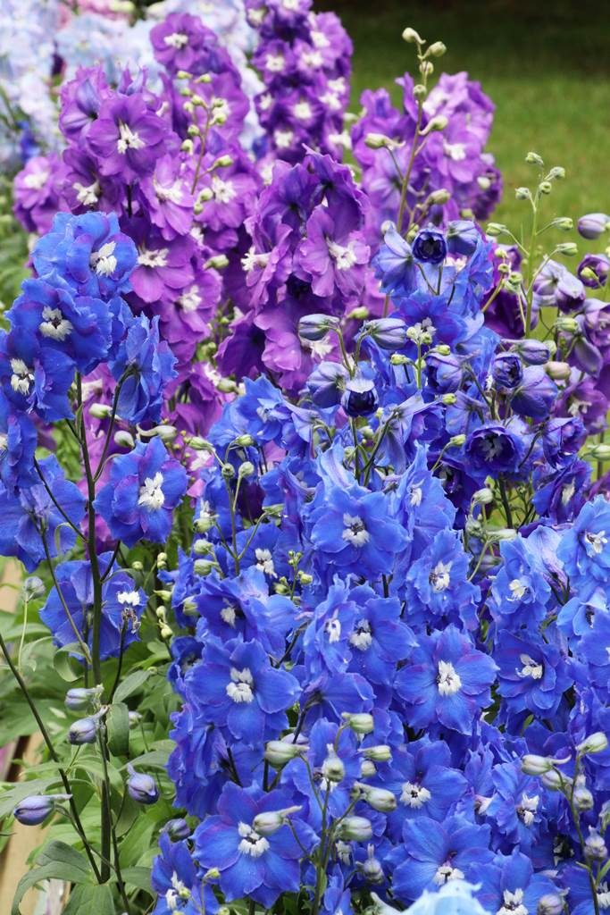 Delphinium