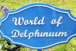 Delphinium