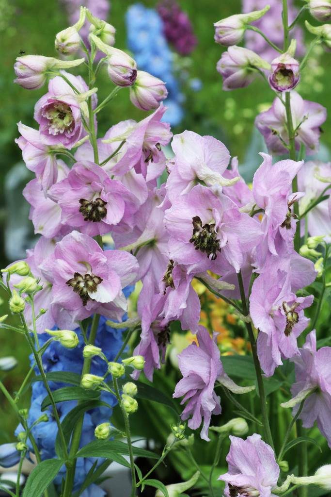 Delphinium