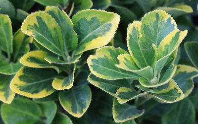 Les arbustes qui résistent à la sécheresse!