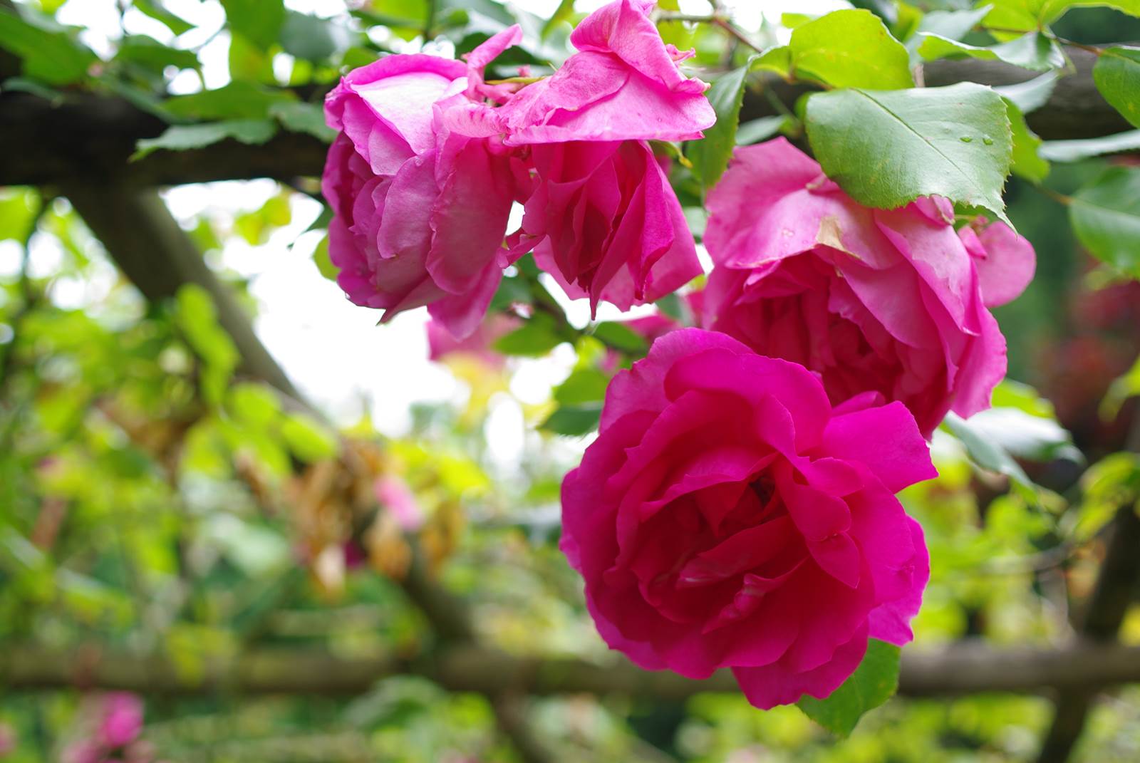 Juillet almanach du jardinier