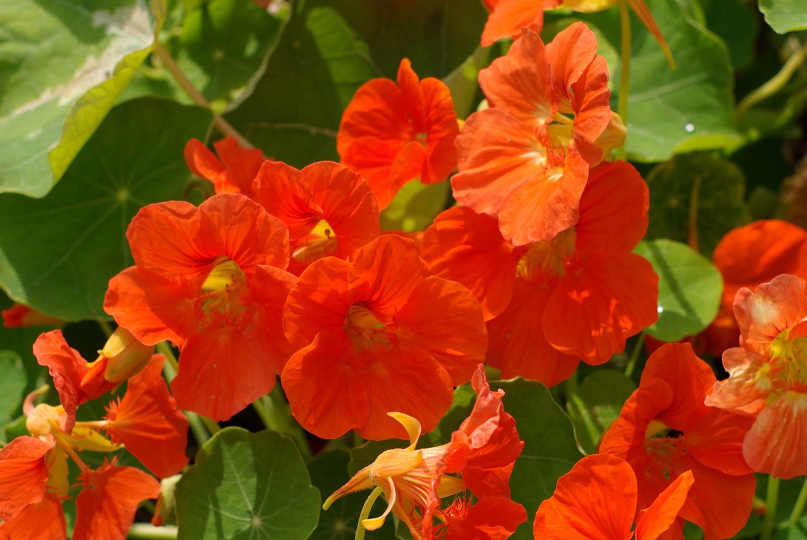 Juillet almanach du jardinier