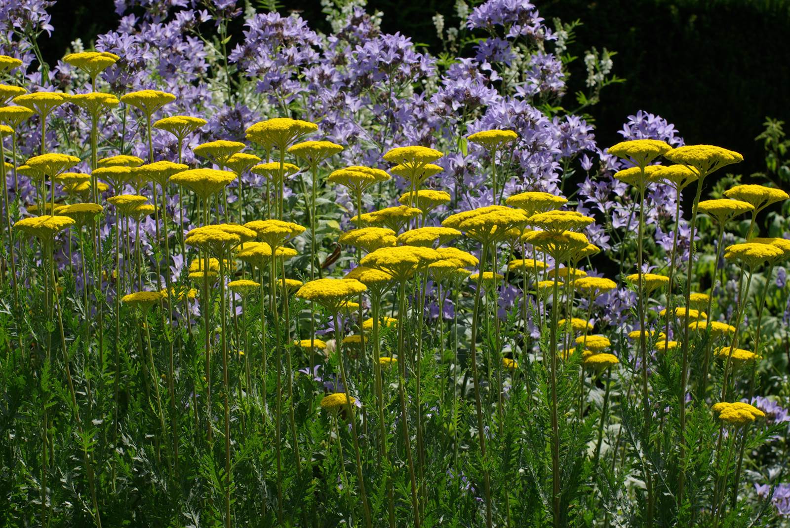 Juillet almanach du jardinier
