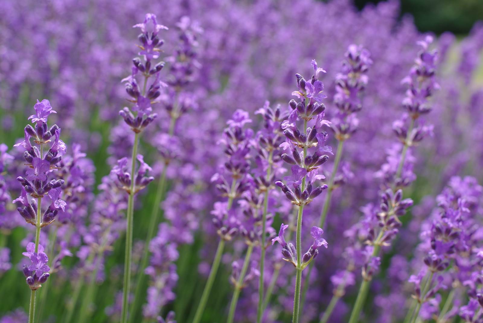Juillet almanach du jardinier