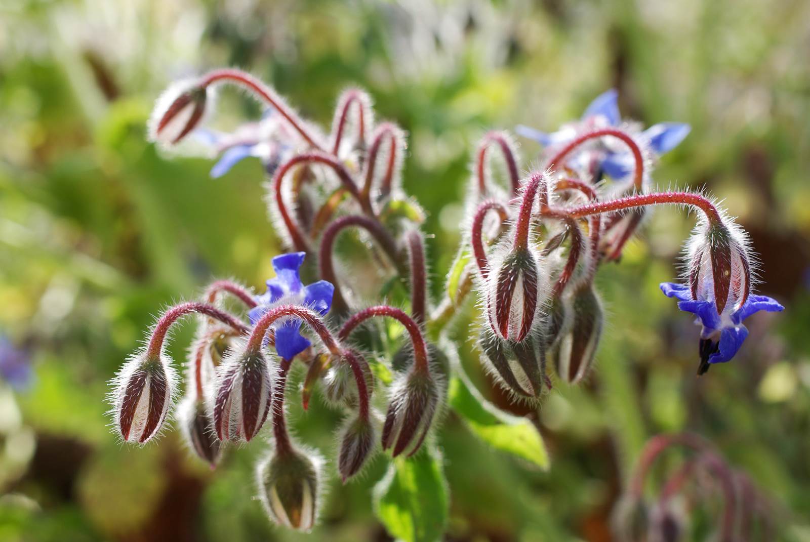 Juillet almanach du jardinier
