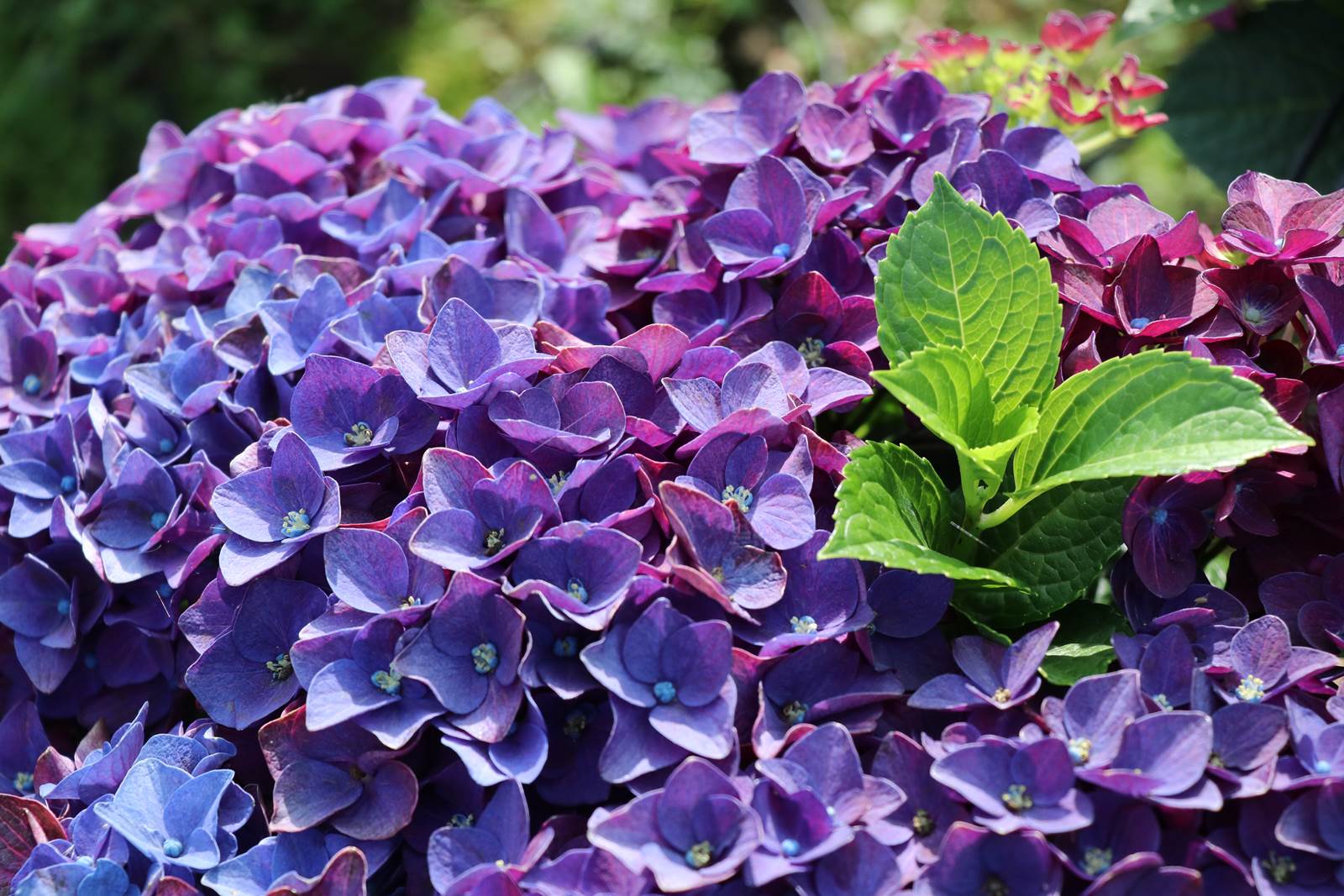 Juillet almanach du jardinier