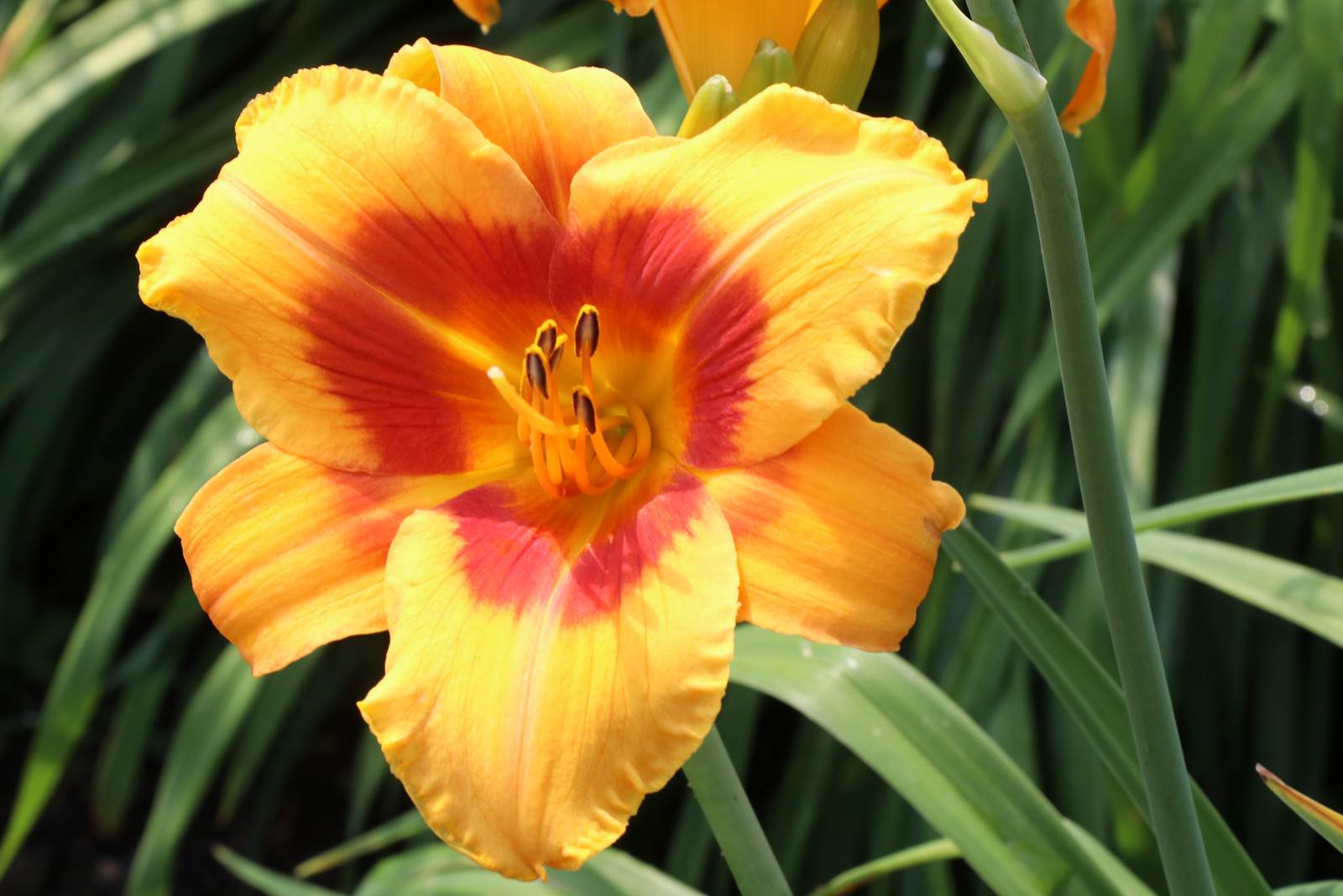 Juillet almanach du jardinier