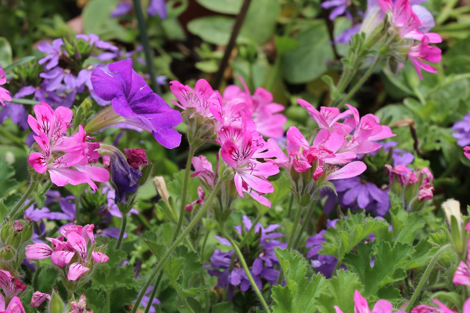 Juillet almanach du jardinier