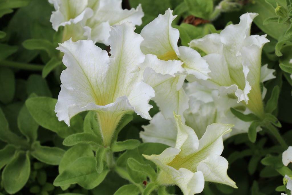 Juillet almanach du jardinier