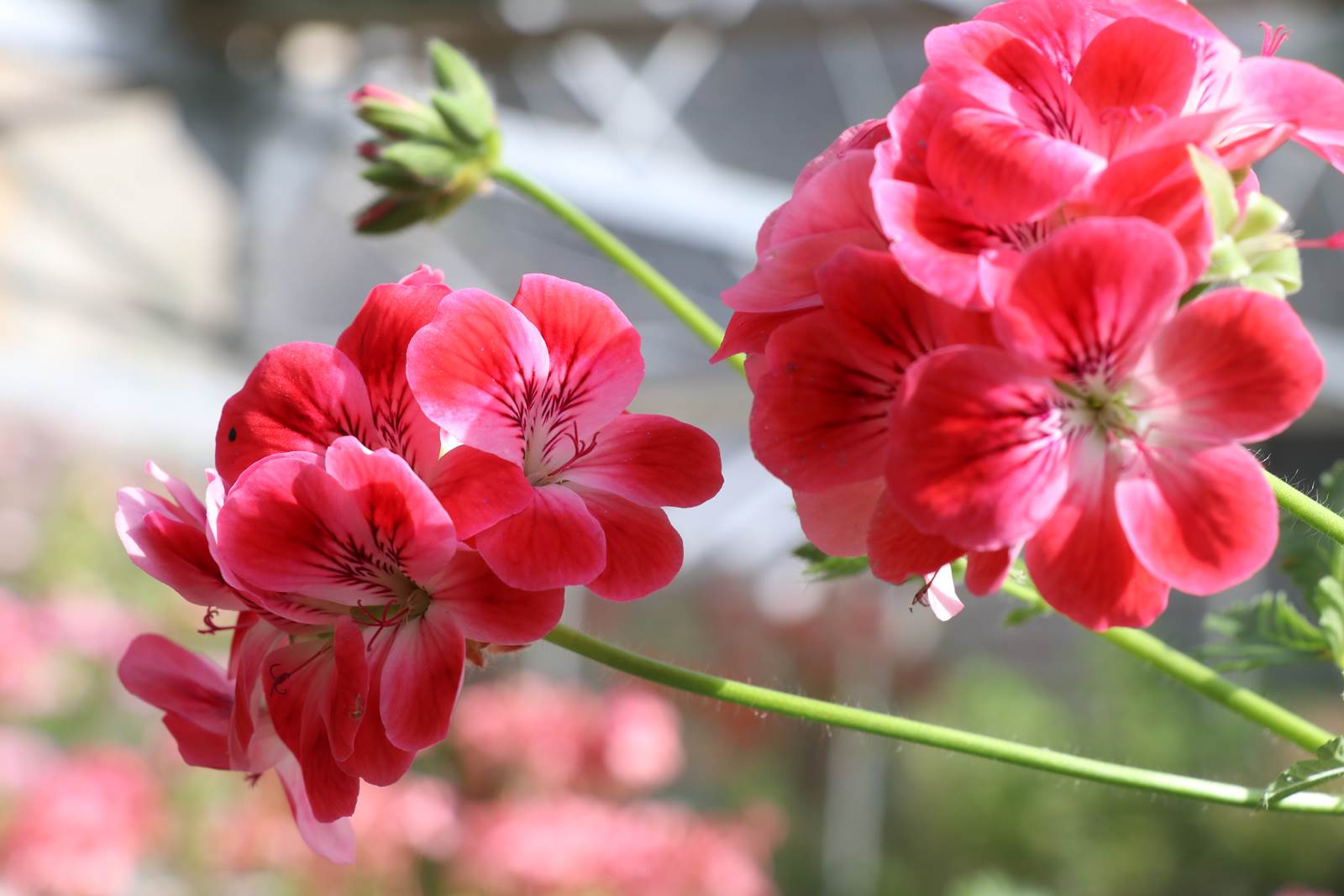 Pelargonium Patton's Unique