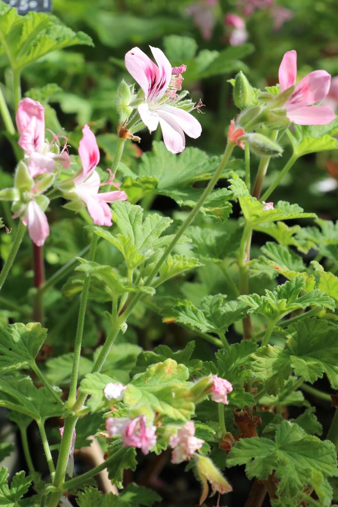 Pelargonium Sweet Mimosa