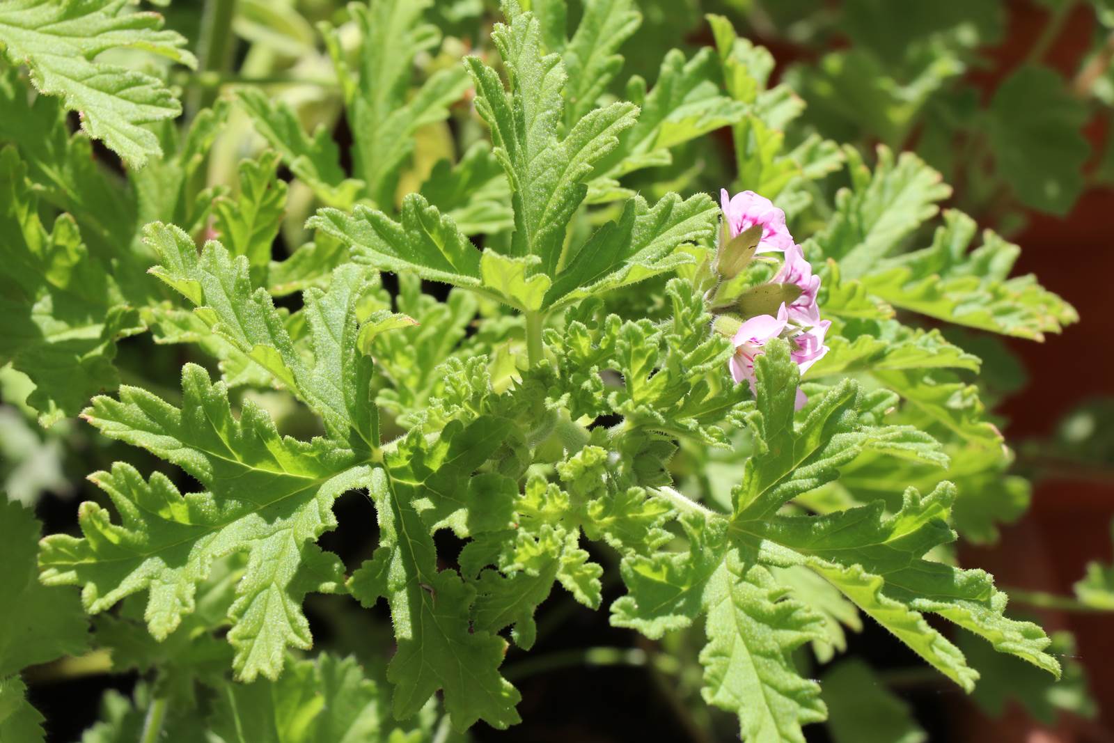 Pelargonium graveolens