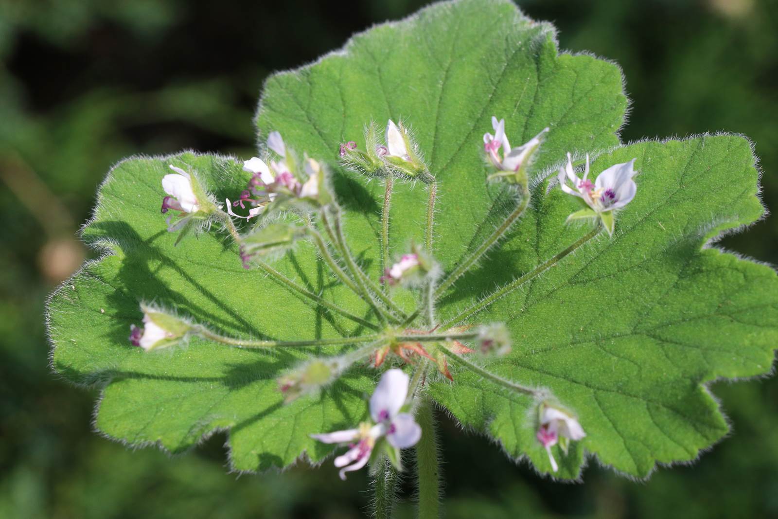 Pelargonium tomentosum