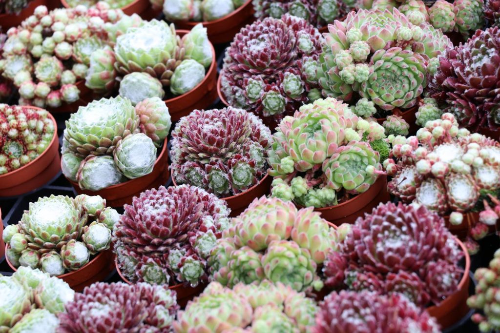 Sempervivum Huislook