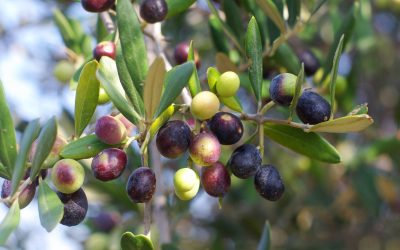 L&rsquo;olivier, un arbre de légende