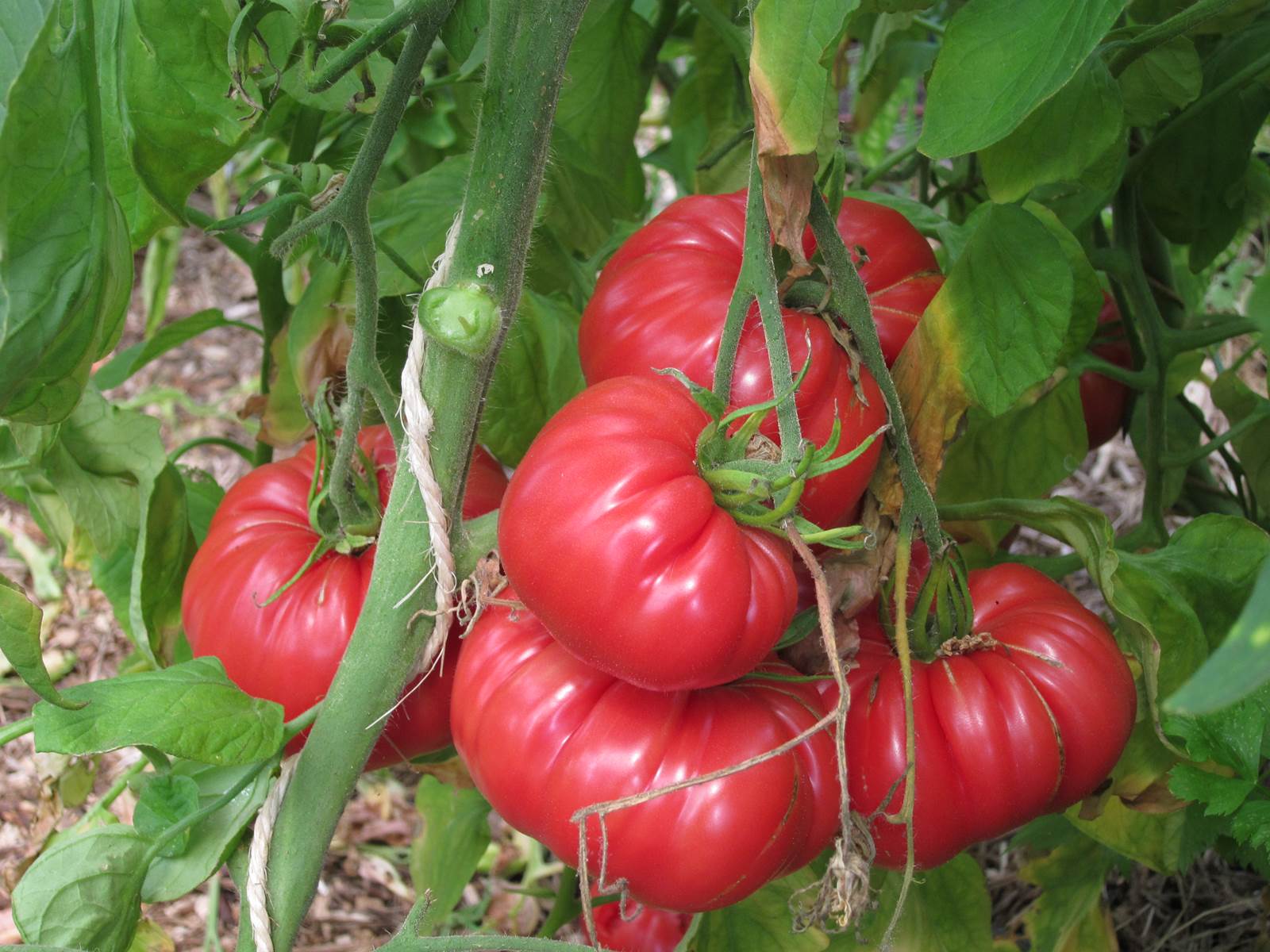 aout almanach jardinier