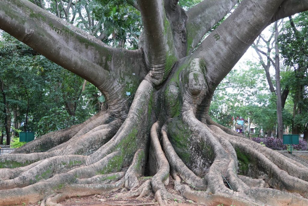 Bangalore Lalbagh Garden