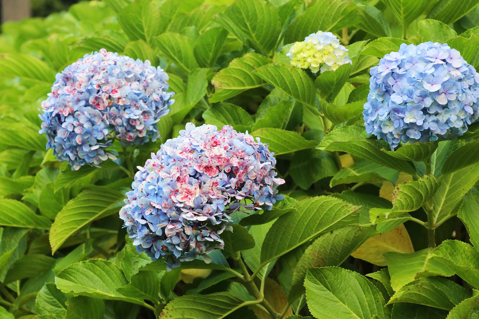 Acores Hydrangea macrophylla